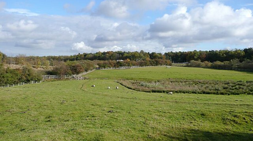 Grazing land by the M6 near Penkridge, Staffordshire This is the landscape seen from Longford Lock on the Staffordshire and Worcestershire Canal. The motorway crosses the scene in front of the far woodland.