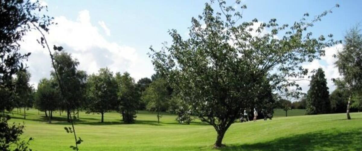 A grassy field with a large tree in the center and several smaller trees in the background.