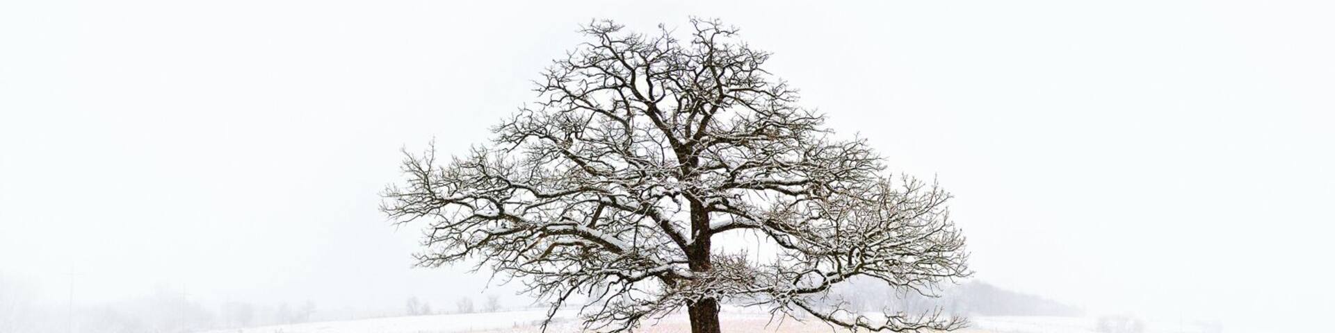 For a fine art print visit www.mattandersonphotography.com
Along a rural country road in Wisconsin is this amazing tree. It’s not the biggest tree around nor a fancy species. But when you see it, you can tell it’s quite special. It sits alone on a small hill. The prairies that surround provide a sea of serene white in the Winter season. Albion, WI