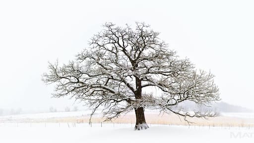 For a fine art print visit www.mattandersonphotography.com
Along a rural country road in Wisconsin is this amazing tree. It’s not the biggest tree around nor a fancy species. But when you see it, you can tell it’s quite special. It sits alone on a small hill. The prairies that surround provide a sea of serene white in the Winter season. Albion, WI