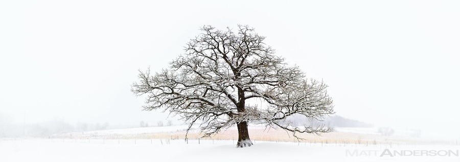 For a fine art print visit www.mattandersonphotography.com
Along a rural country road in Wisconsin is this amazing tree. It’s not the biggest tree around nor a fancy species. But when you see it, you can tell it’s quite special. It sits alone on a small hill. The prairies that surround provide a sea of serene white in the Winter season. Albion, WI