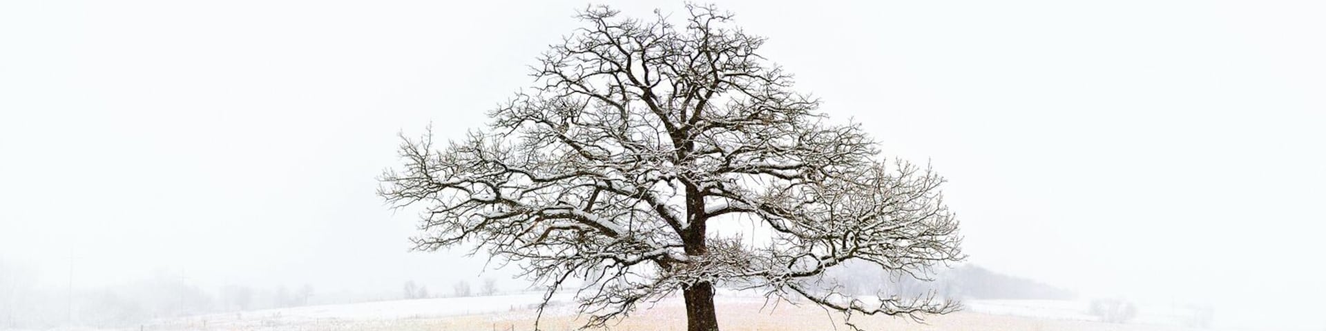 For a fine art print visit www.mattandersonphotography.com
Along a rural country road in Wisconsin is this amazing tree. It’s not the biggest tree around nor a fancy species. But when you see it, you can tell it’s quite special. It sits alone on a small hill. The prairies that surround provide a sea of serene white in the Winter season. Albion, WI