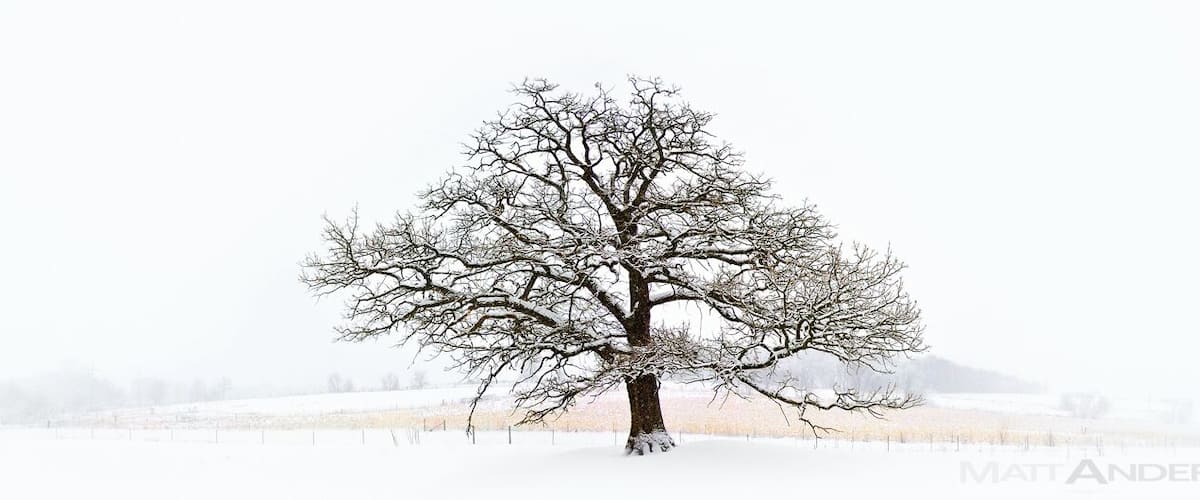 For a fine art print visit www.mattandersonphotography.com
Along a rural country road in Wisconsin is this amazing tree. It’s not the biggest tree around nor a fancy species. But when you see it, you can tell it’s quite special. It sits alone on a small hill. The prairies that surround provide a sea of serene white in the Winter season. Albion, WI