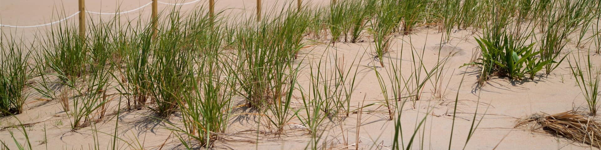 Fenwick Island featuring general coastal views and a beach
