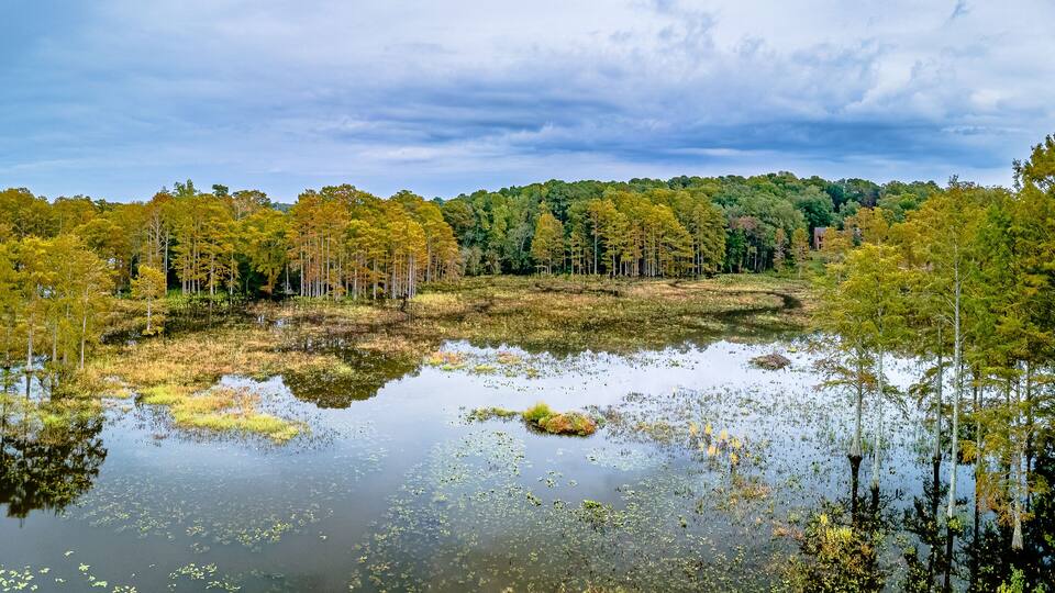 A swampy landscape with a pond surrounded by trees and a cloudy sky.