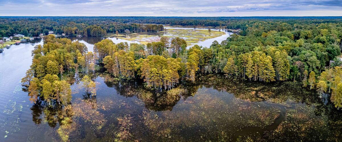 Aerial Drone Shot of Autumn Trees In Virginia