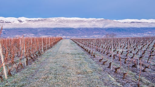 Jura Mountain And Vineyard
