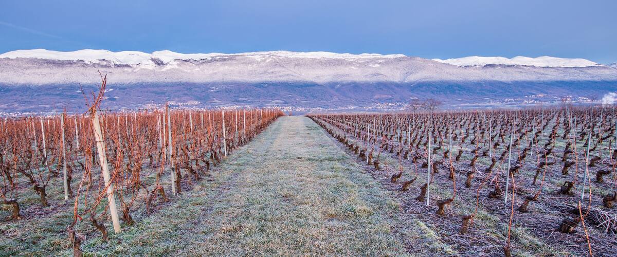 A vineyard with rows of grapevines extending towards a snow-capped mountain range.