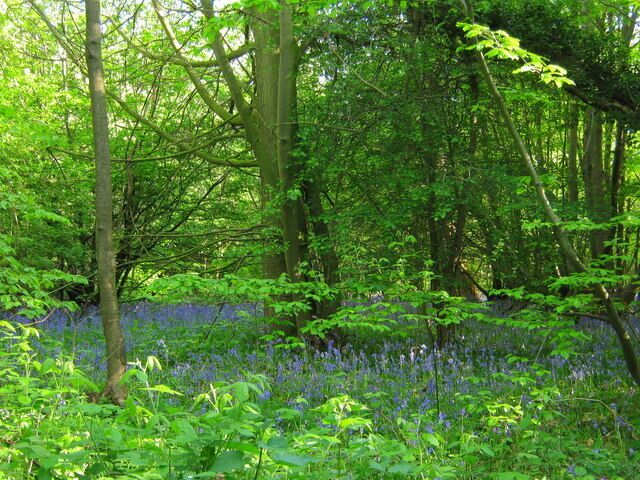 Bluebells in Hazelwood This small patch of woodland is on a footpath from B258 Top Dartford Road, to Rowhill Road.