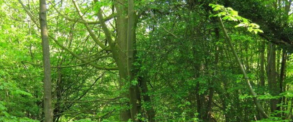 A forest with tall trees and a carpet of blue flowers.