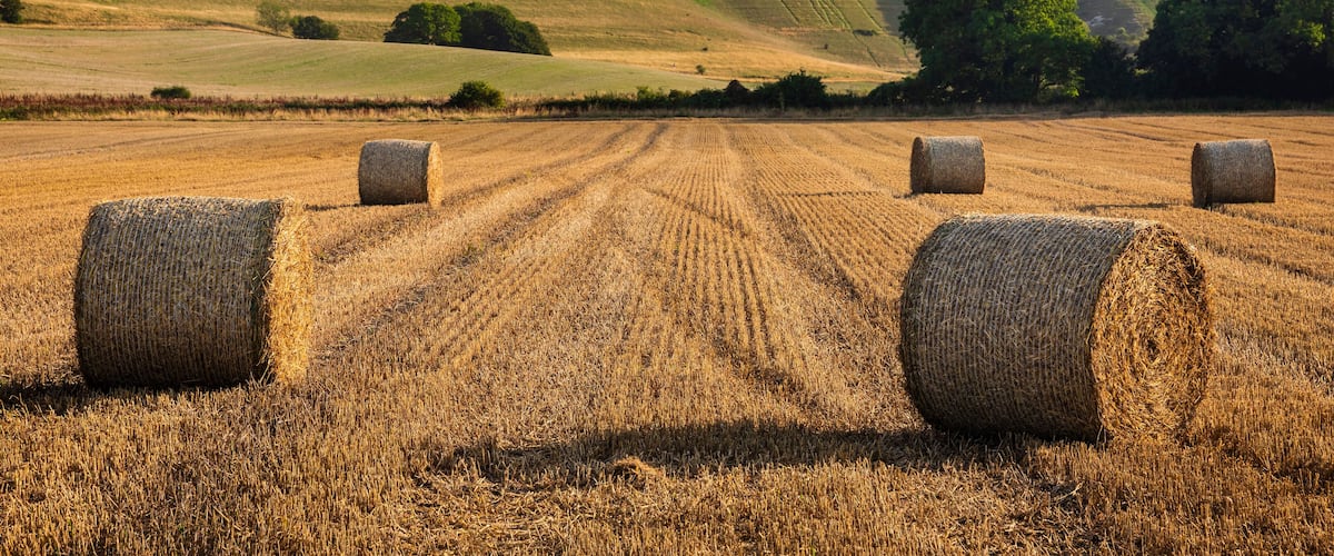 A field with hay bales and rolling hills in the background.