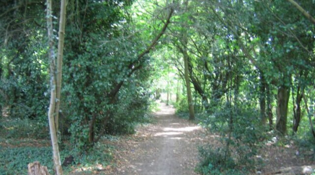 Country lane. Woodland path near Wilmington.