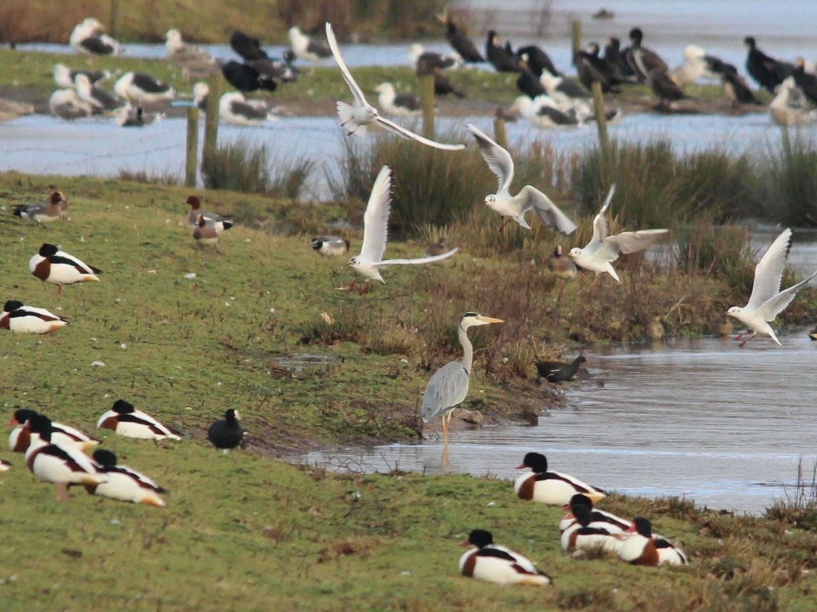 Good selection again today at Sandbach Flashes. Not in this picture but Yellow-Legged Gull, Dunlin and Bar-Tailed Godwit were yearly firsts with Pintail and Little Grebe Lifetime Firsts. Not all very clear but with the Heron can be seen Shelduck, Coot, Moorhen, Black-headed Gulls, Snipe, Wigeon, Teal, Cormorant and Great Black-backed Gulls of various ages, (I think). Lapwings, Canada Geese, Greylag Geese, Mallards and Redshank added to the tally with plenty of small birds seen as well. Long-tailed Tits, Blue Tits, Great Tits, Goldfinch, Great Spotted Woodpecker, Reed Bunting, Blackbird, Chaffinch, Fieldfare, Robin and Sparrows. Last but not least Magpie, Crow and Rook repesented the Corvidae. The Salt Pan, (pictured), Elton Hall Flash and Fields Farm Flash, Elton, Sandbach, Cheshire. Sandbach Flashes are designated SSSI.