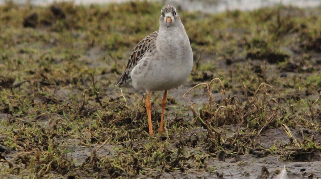 A pair of them were spotted on flooded ground to the right of Pump House Flash at Elton. 14/02/2017 Sandbach Flashes SSSI, Cheshire