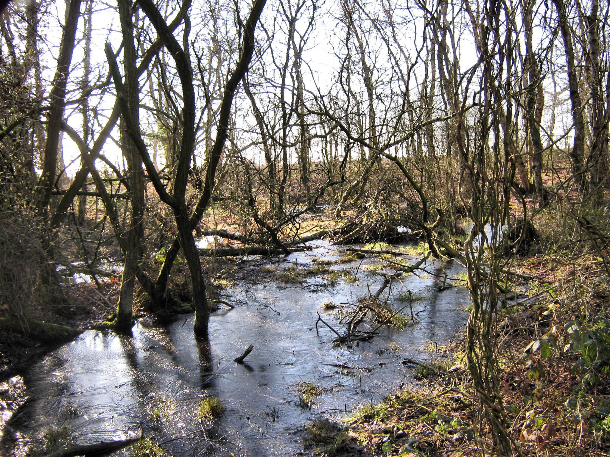 Frozen bog After a hard frost the night before this boggy area in Brereton Heath Country Park has iced over and the low, winter sun is shining through the trees.