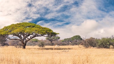 African landscape in the Hwange National Park, Zimbabwe