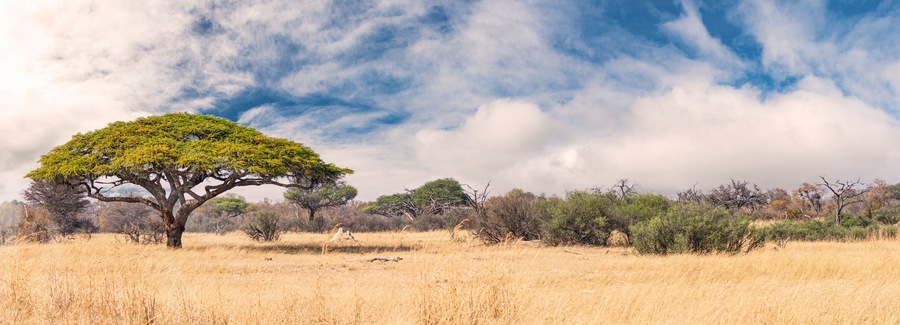 African landscape in the Hwange National Park, Zimbabwe