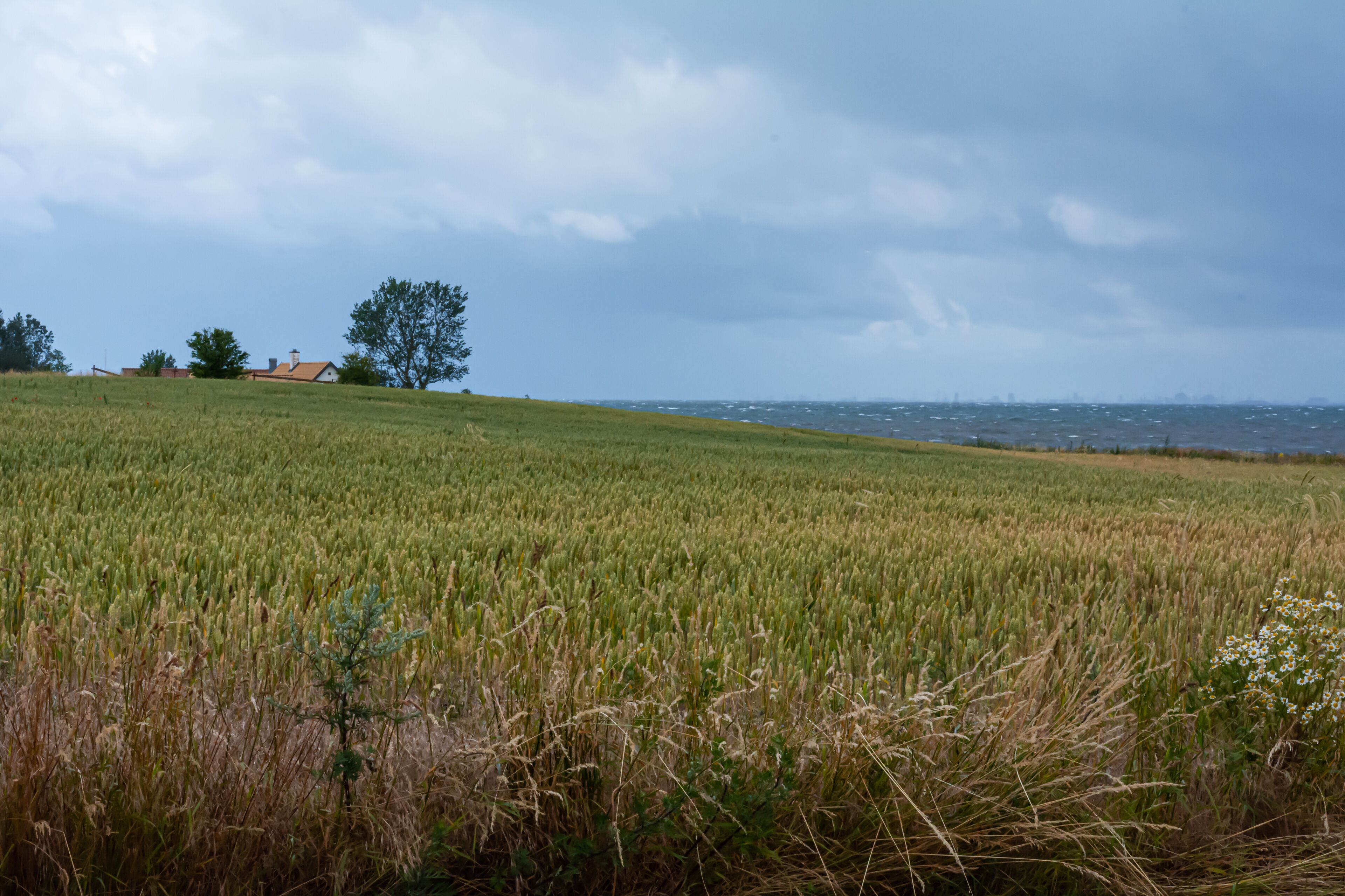 A wheat field with the blue ocean in the background. Dark clouds. The picture was taken near Loddekopinge in Scania, southern Sweden