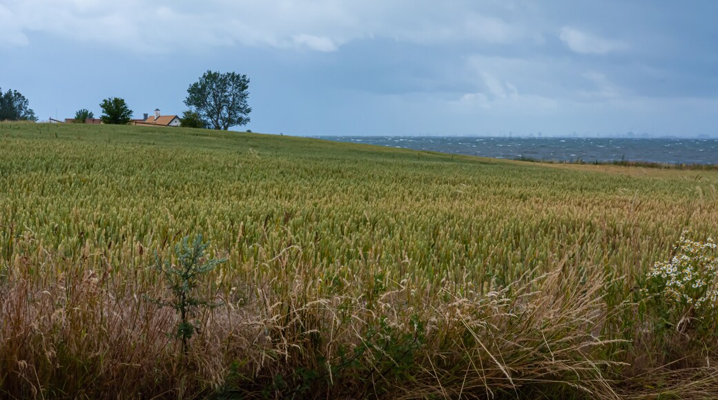 A wheat field with the blue ocean in the background. Dark clouds. The picture was taken near Loddekopinge in Scania, southern Sweden