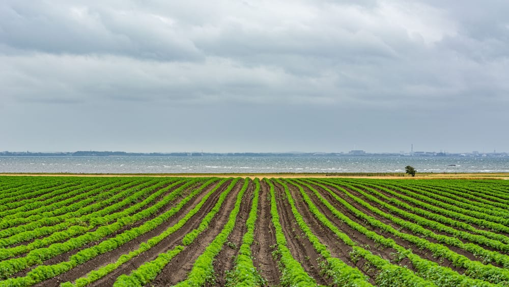A vast agricultural field with rows of crops extending towards a body of water and a distant city skyline.