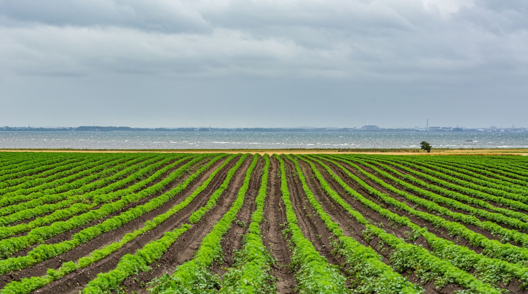 Field of green lines towards the blue ocean. Dark clouds. The picture was taken near Loddekopinge in Scania, southern Sweden
