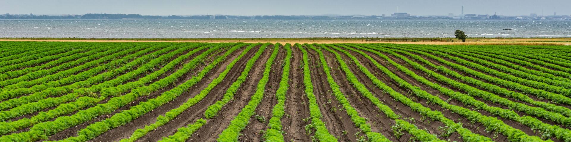 Field of green lines towards the blue ocean. Dark clouds. The picture was taken near Loddekopinge in Scania, southern Sweden