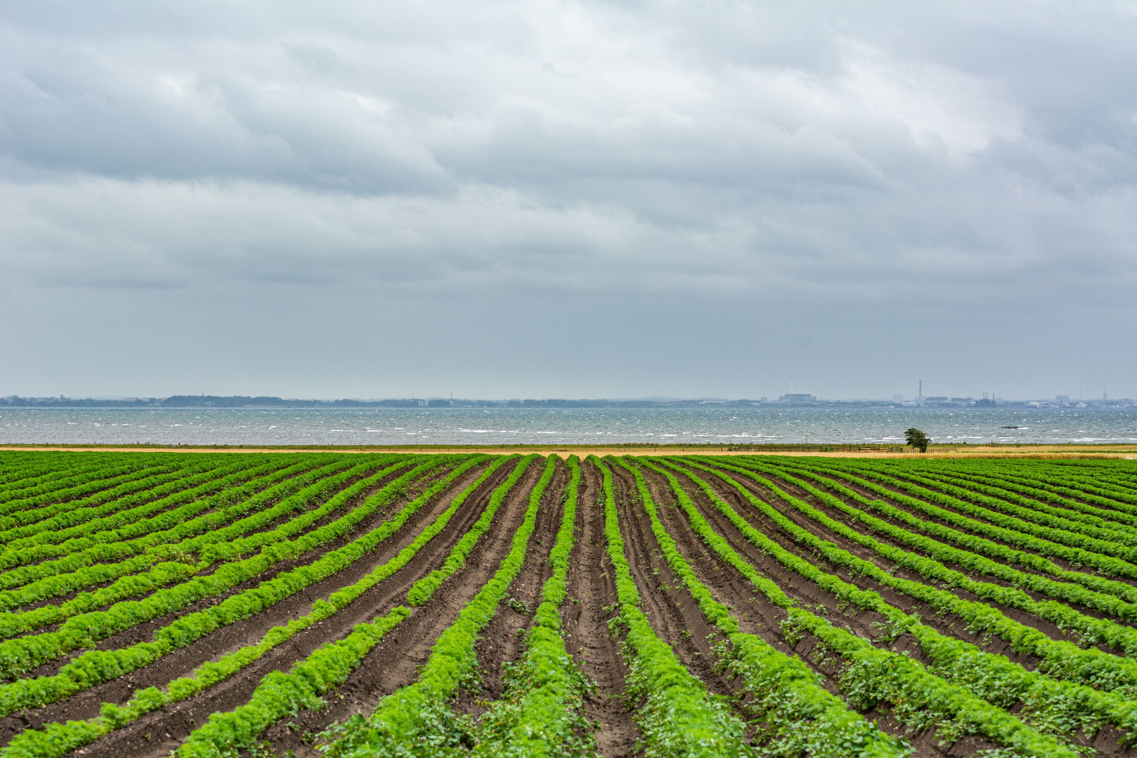 A vast agricultural field with rows of crops extending towards a body of water and a distant city skyline.