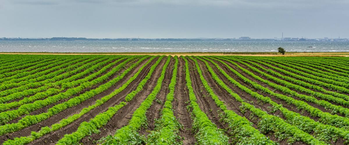 A vast agricultural field with rows of crops extending towards a body of water and a distant city skyline.
