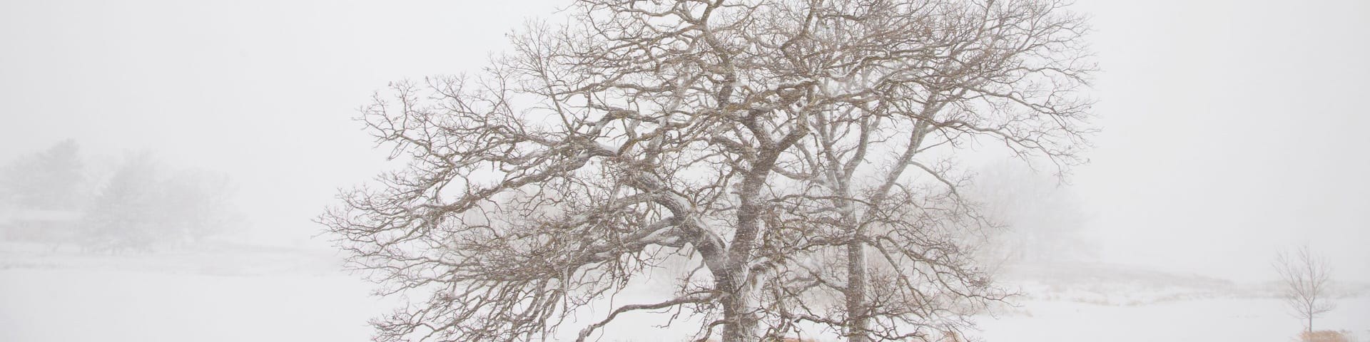 A solitary tree in a snowy field.