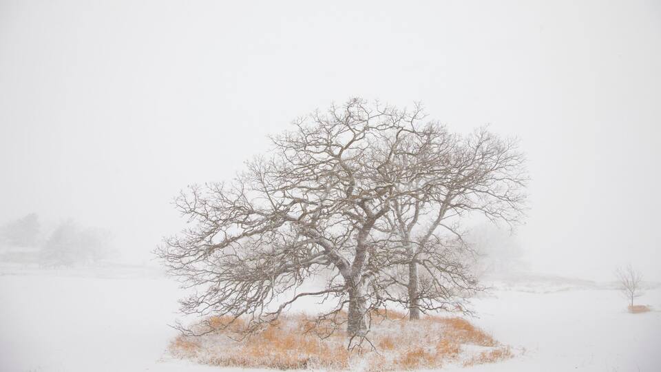 A solitary tree in a snowy field.