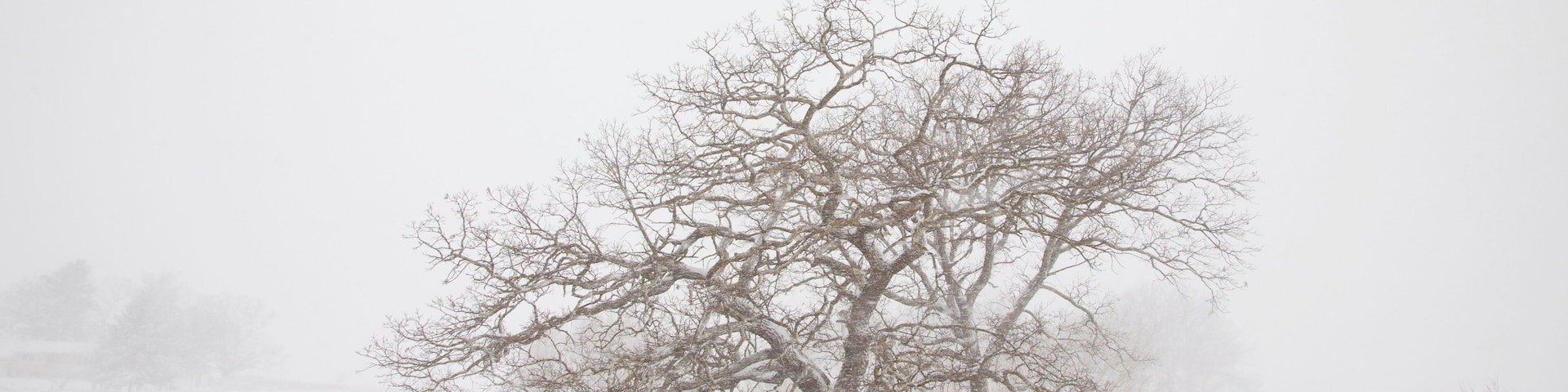 Un albero solitario in un campo innevato.