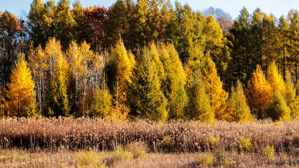 Tamaracks changing colors in early November within Pike Lake Unit, Kettle Moraine State Forest, Hartford, Wisconsin