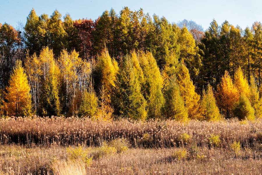 Tamaracks changing colors in early November within Pike Lake Unit, Kettle Moraine State Forest, Hartford, Wisconsin