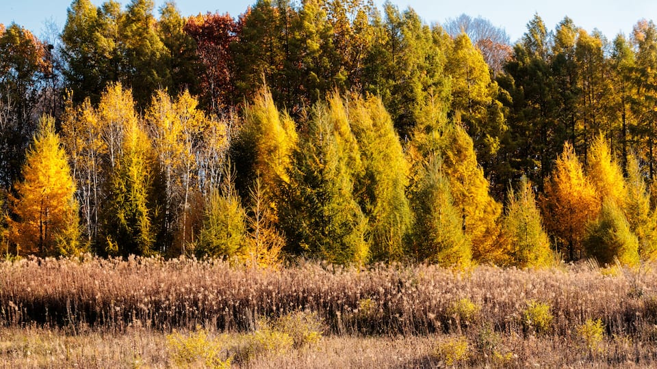 A forest with autumn foliage, a clear sky, and a dry grassy field.