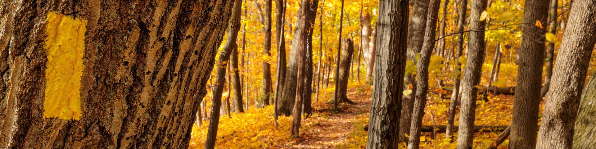 The yellow blaze marker painted on the tree trunk informs hikers they are on the Ice Age National Scenic Trail as it passes through the colorful October woods in Ridge Run Park, West Bend, Wisconsin