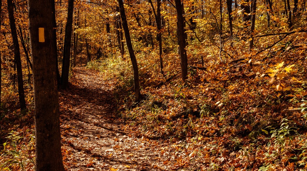 The National Ice Age Trail, with its yellow mark on the tree, as it winds through Ridge Run Municipal Park, West Bend, Wisconsin in mid-October