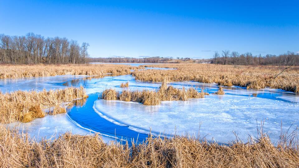 A frozen river with surrounding tall grasses and trees under a clear blue sky.