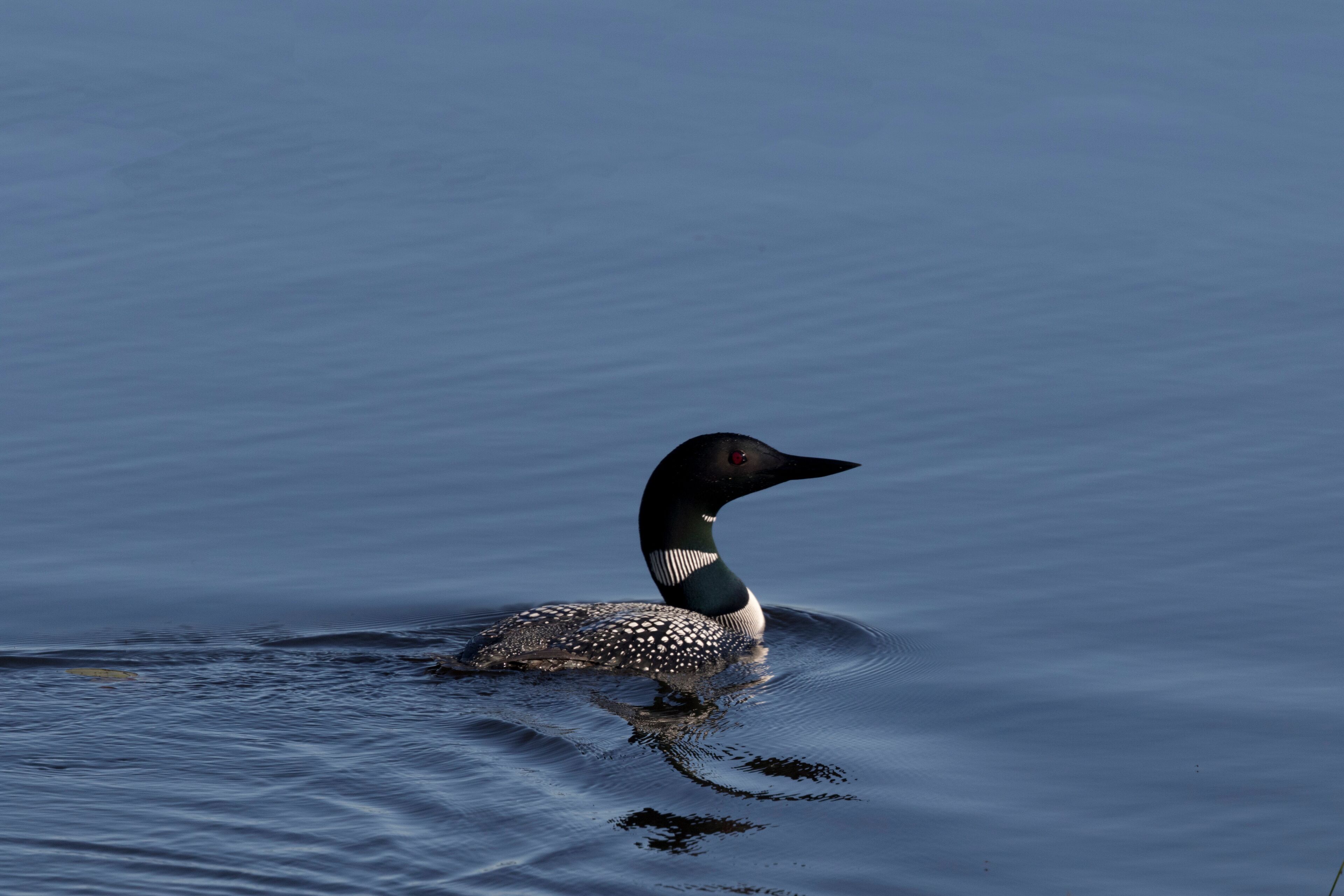 Common Loon in waters of Crex Meadows State Wildlife Area
