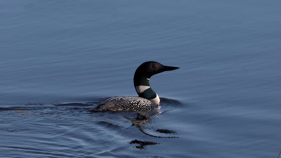 A loon swimming in calm water.