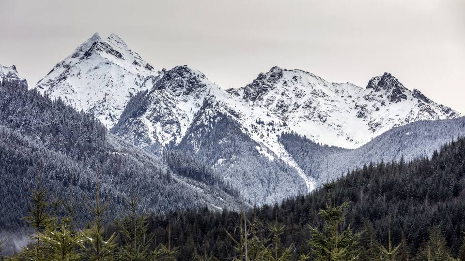 Snow-covered mountains and dense forests.