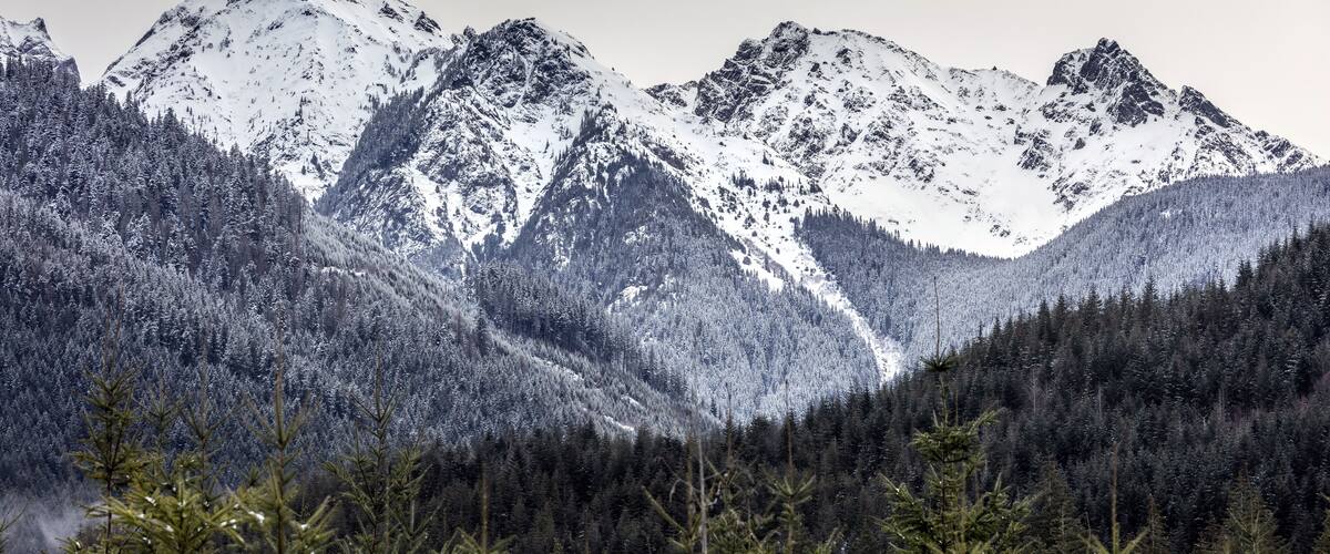 Snow-covered mountains and dense forests.