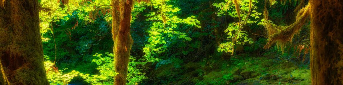 Salmon River Mt. Hood National Forest