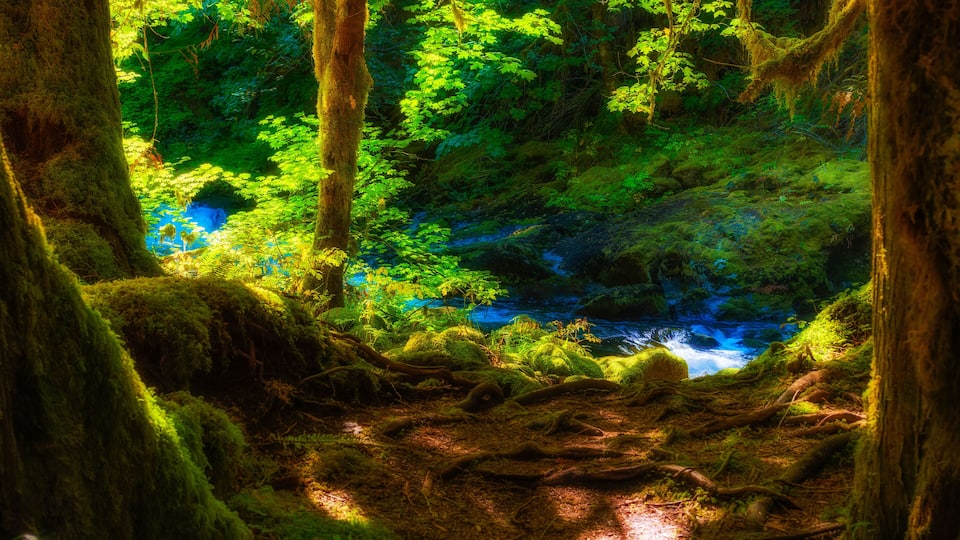 A forest with a stream, moss-covered trees, and a rocky terrain.