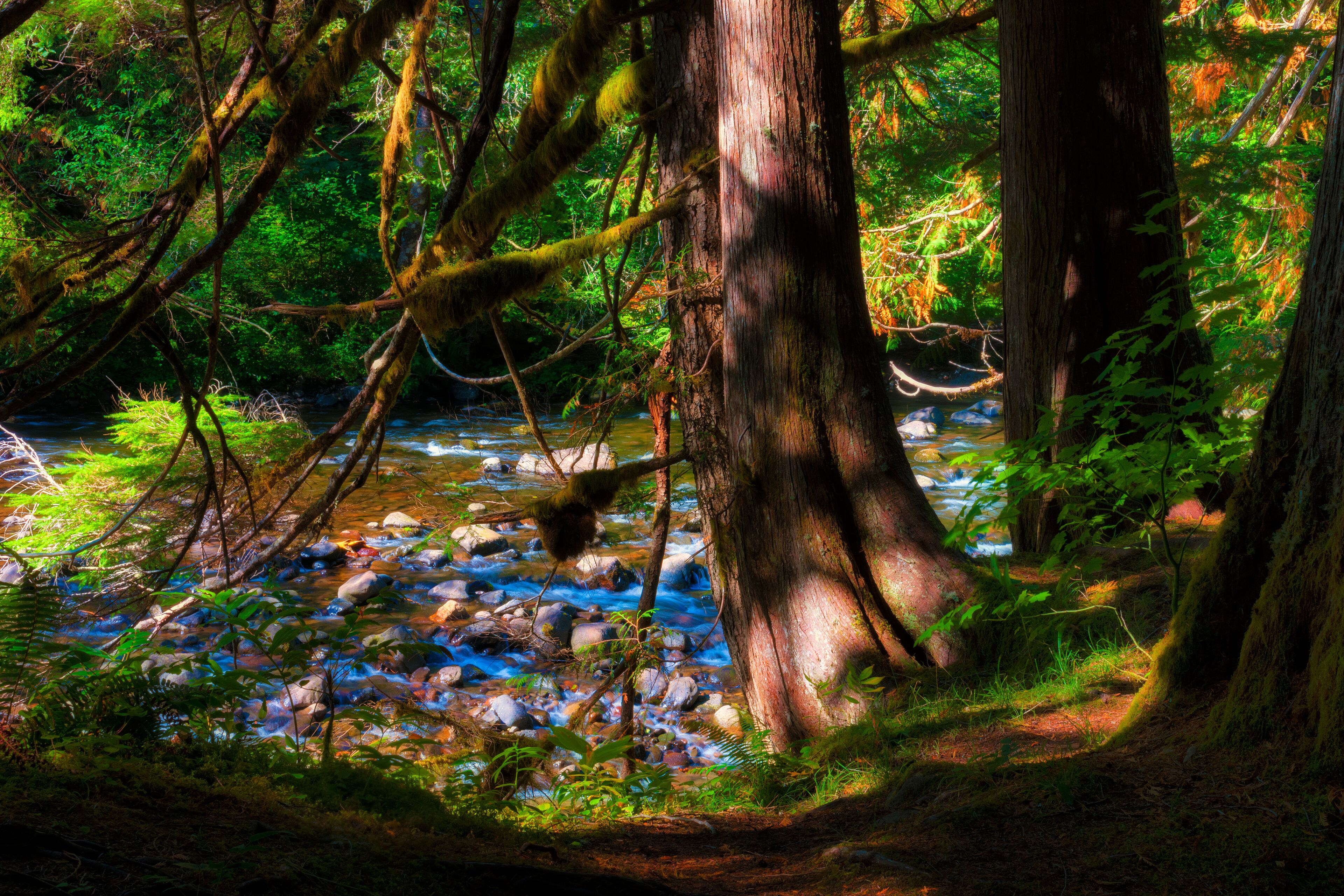 Salmon River Mt. Hood National Forest
