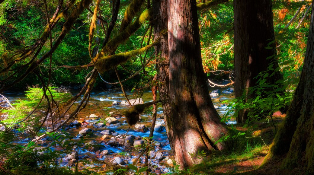 Salmon River Mt. Hood National Forest