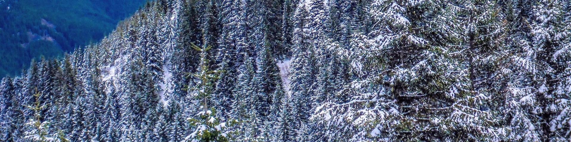 About three quarters of a mile before the summit, I climbed a twenty-foot ridge to get this view.  Shortly thereafter, hip-deep in snow, we decided to abandon the effort and return on a warmer day.
You cannot understand disappointment until you have climbed a mile in the air, thwarted by false trails, downed trees and thick snow to arrive a hundred feet below and a half-mile away from your goal, only to abandon the very thing you set out to accomplish.  Not all good decisions leave you satisfied.