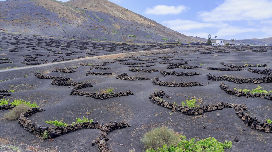 Viticulture northeast of Uga, municipality of Yaiza, La Geria, Lanzarote, Canary Islands, Spain.