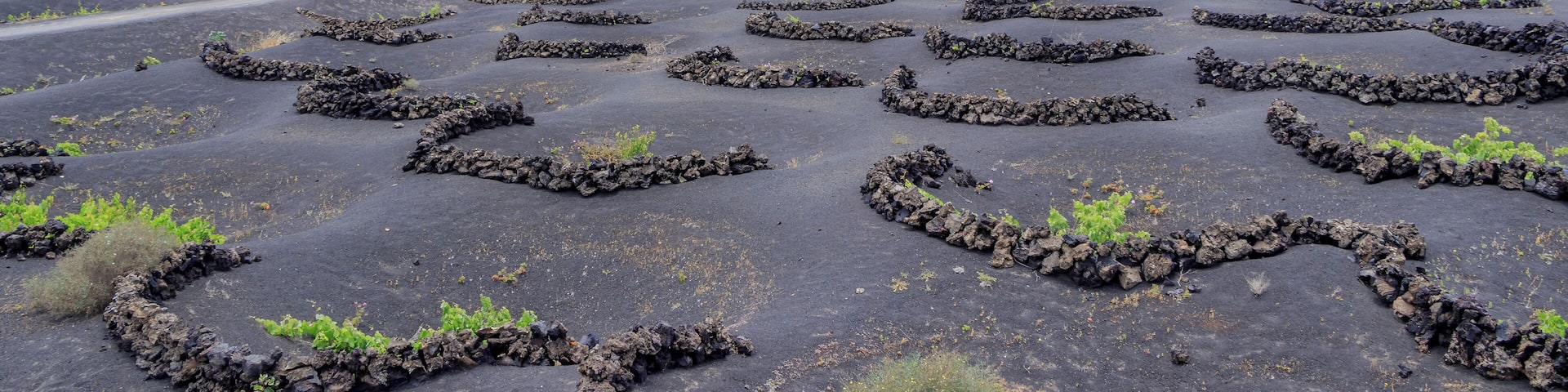Viticulture northeast of Uga, municipality of Yaiza, La Geria, Lanzarote, Canary Islands, Spain.