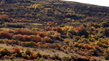 A hilly landscape with autumn foliage.