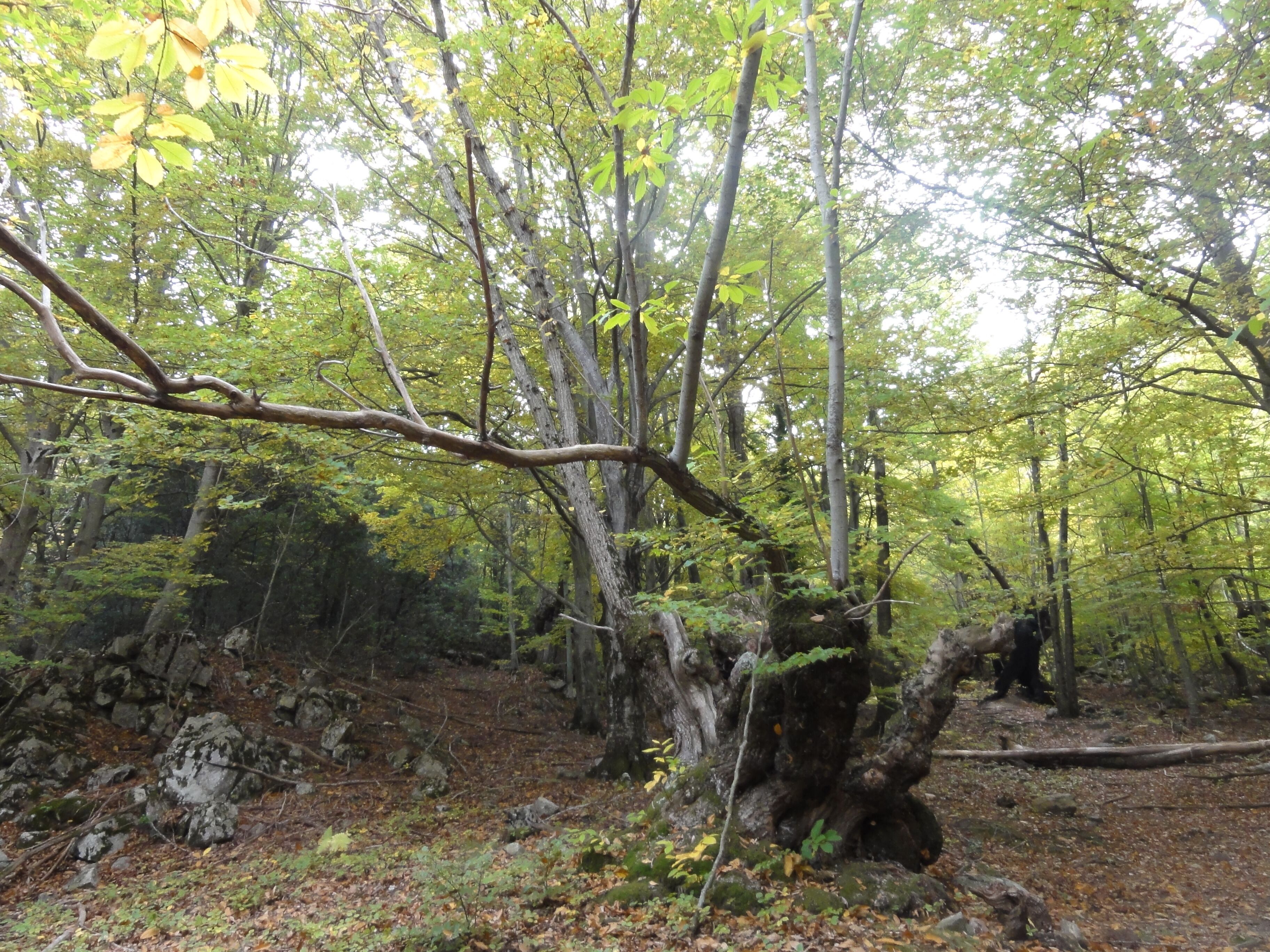 This is a photography of a Special Area of Conservation in Spain with the ID: